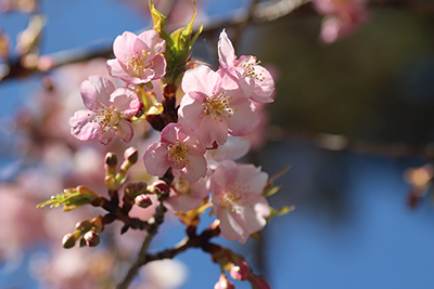 種類の分からない桜の写真