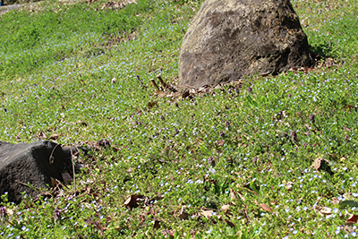 満開のオオイヌノフグリの写真