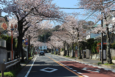8部咲き程度の桜並木の写真