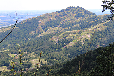 春の雰囲気がいっぱいの愛宕山の北側斜面の写真