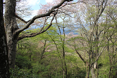 新緑とサクラ咲く林の写真