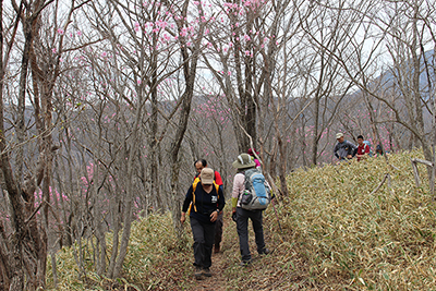 アカヤシオがたくさん咲いているところを歩いている写真