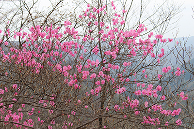 きれいに咲いたアカヤシオの写真