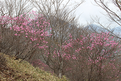 アカヤシオがたくさん咲いている写真