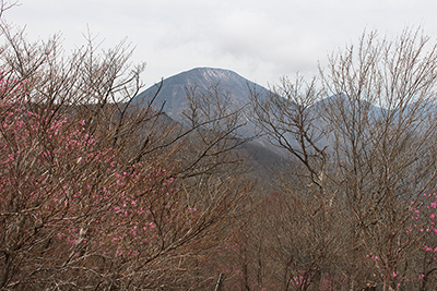 薬師岳から見たアカヤシオと男体山の写真