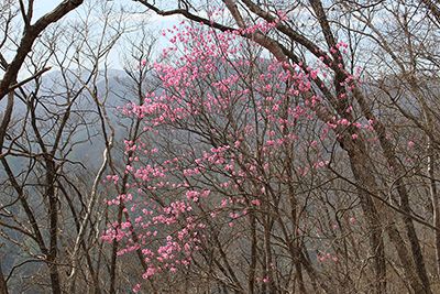 きれいに咲いたアカヤシオの写真