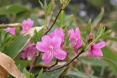 ムラサキヤシオの花のアップの写真