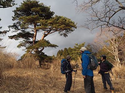 櫟山山頂にある、草原に囲まれた立派な松と休憩中のメンバーの写真