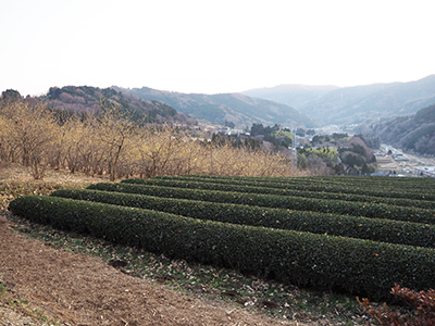 ロウバイと茶畑の写真