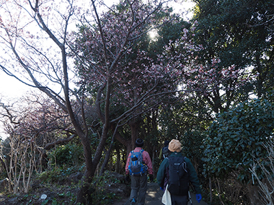Iさんが撮影した寒桜の下を歩いている写真