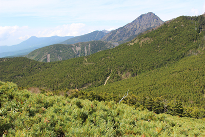 山腹の広い針葉樹林帯と阿弥陀岳、蓼科山方面の写真