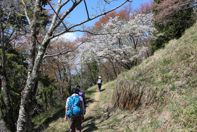 桜の多い山道を登っている写真