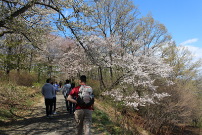 桜の咲く舗装道路を歩いているメンバーの写真