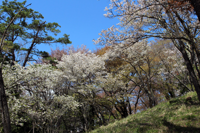 多くの桜が咲く山頂付近の写真