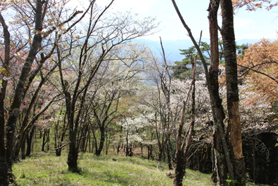 登ってきた桜の林の写真