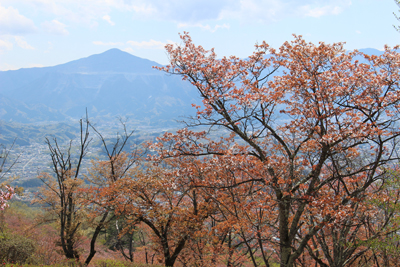 桜と武甲山の写真