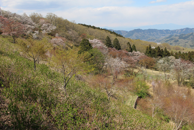 桜の咲く山腹の写真