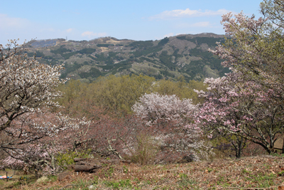 桜咲く山腹と皇鈴山方面の写真