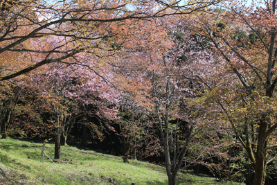 色とりどりに咲く桜の林の写真