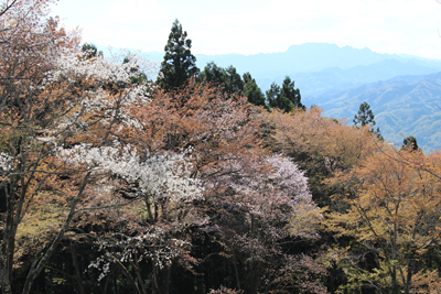 桜の木々と両神山の写真