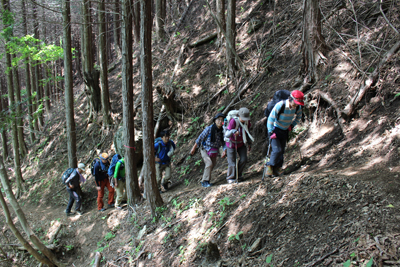 緑林帯の登山道を登っている写真