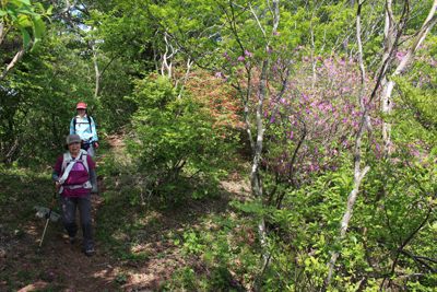 ミツバツツジとヤマツツジが咲く鍵掛峠付近を歩いている写真