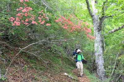 ヤマツツジの咲く登山道を下っている写真