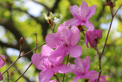 ミツバツツジの花のアップの写真