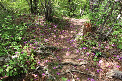 登山道に散らばるミツバツツジの花弁の写真
