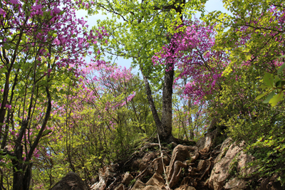 岩場に咲くミツバツツジの写真