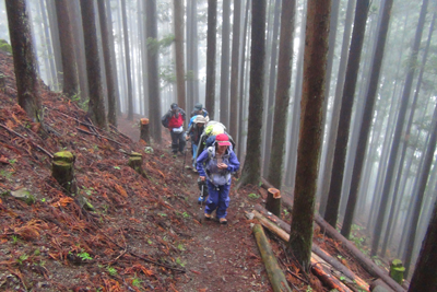 少し傾斜が落ちた植林帯の登山道を登っている写真