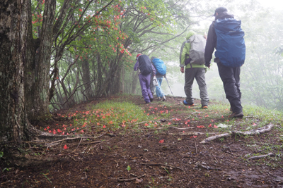 Iさんが撮影したヤマツツジの咲く所を歩いているメンバーの写真