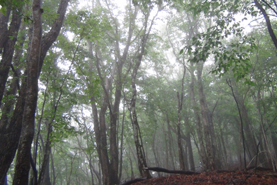 霧に包まれた樹林帯の写真