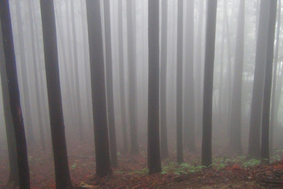 霧に包まれてまっすぐに伸びた多くの杉の木の写真