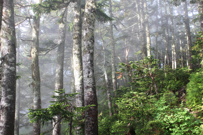 霧に包まれたシラビソ林に日が差し込んでいる写真