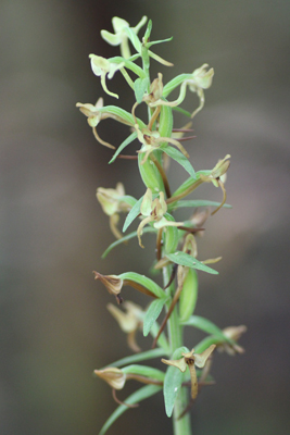 キソチドリと思われるラン科の植物の写真