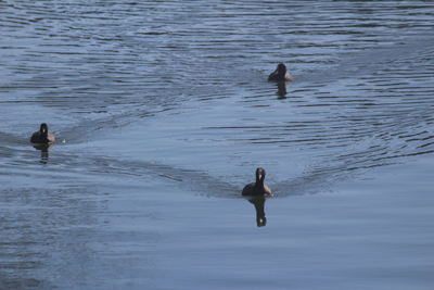池を泳ぐ３羽のオオバンの写真