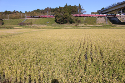 収穫されずに残っている稲と外房線の電車の写真