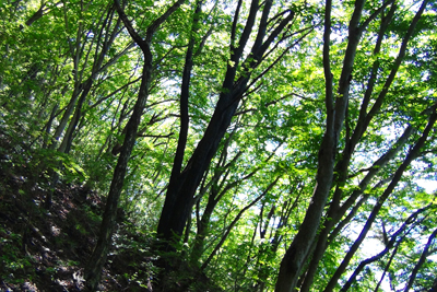 緑がきれいな雑木林の写真