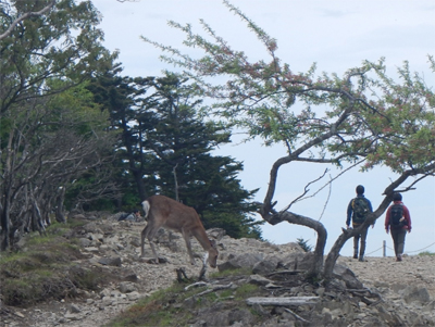 登山道にいる鹿と歩いている人の写真