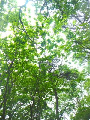 鮮やかな新緑のミズナラ林の写真