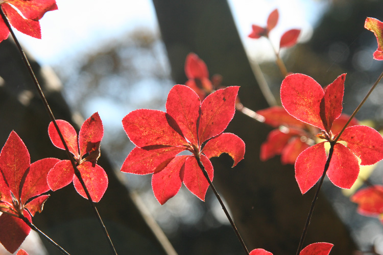 妙義山で撮影した紅葉した葉の写真