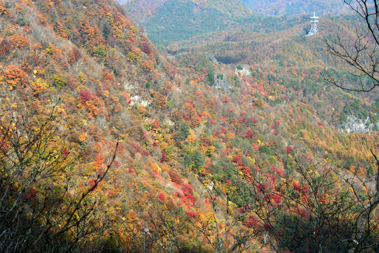 茅ヶ岳の山腹の紅葉の写真