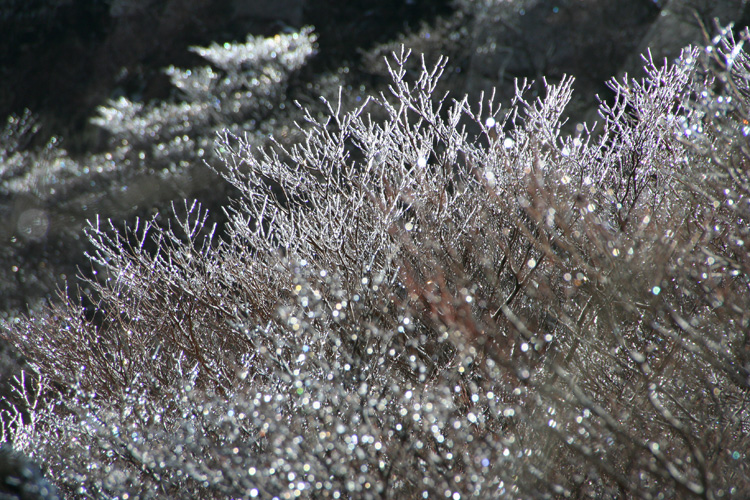 輝く樹氷の写真