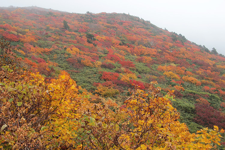 栗駒山産沼コースの山腹の紅葉の写真