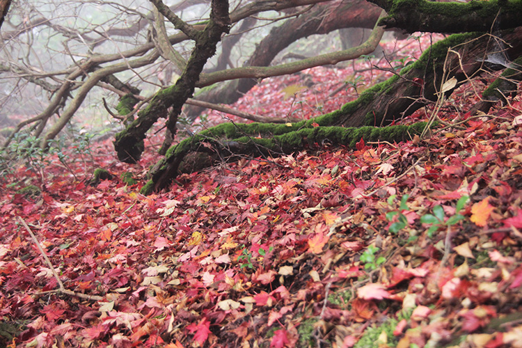 紅葉した落ち葉の絨毯の写真