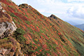谷川岳の新潟県側の紅葉の写真にリンク