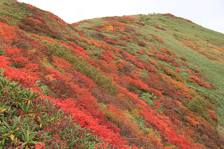 仙ノ倉山山頂直下の紅葉の写真