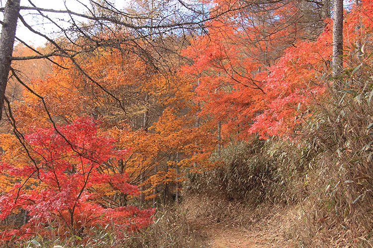 紅葉が美しい柳沢峠付近の登山道の写真