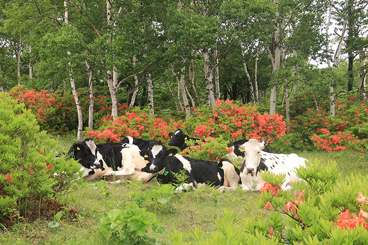 レンゲツツジと牛たちの写真